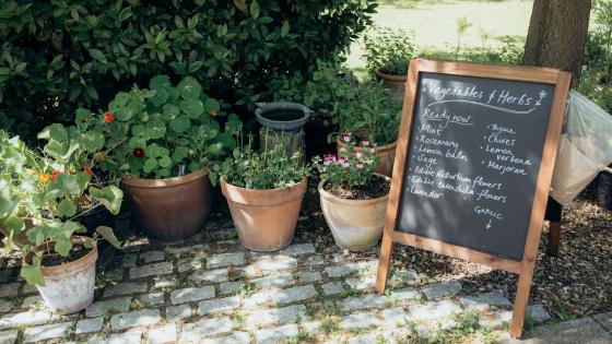 A list of herbs available in our garden