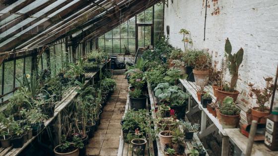 Interior shot of an old Victorian greenhouse filled with potted plants