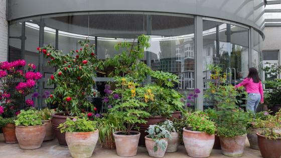Potted plants of varying sizes sitting in front of a curved glass wall. With her back to us, a lady in a pink jacket opens a glass front entrance door next to the plants.