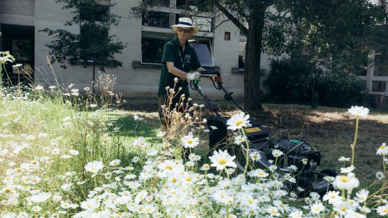 Gardener in hat mowing lawn with flowers in foreground