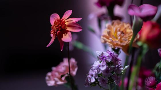 Close-up photo of colourful event flowers against a dark background