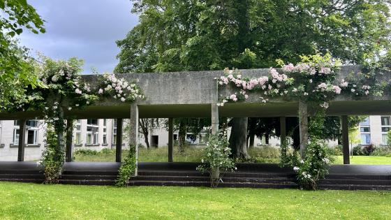 A concrete walkway at Murray Edwards College, Cambridge, set among lawns and trees and covered with pink roses